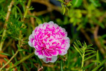 Beautiful flower,Pink flower background of flower.