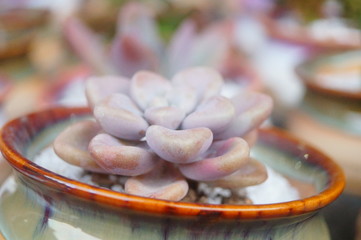 Succulent bonsai
