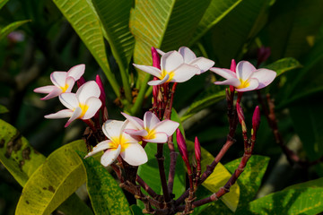 Fototapeta premium Plumeria on Plumeria leaves background.