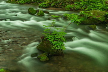 The fresh green of Aomori Prefecture Oirase mountain stream