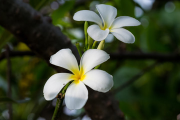 White plumeria on Plumeria leaves background.
