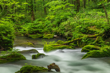 The fresh green of Aomori Prefecture Oirase mountain stream