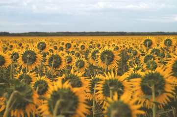 Obraz premium Sunflower field. Beautiful evening view of the cloudy horizon. Scenic countryside view