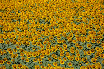 sunflower yellow flowers