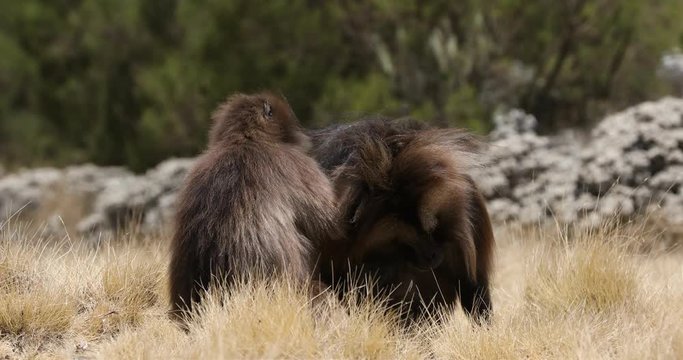group of endemic animal Gelada monkey in social grooming time. Theropithecus gelada, in Ethiopian natural habitat Simien Mountains, Africa Ethiopia wildlife