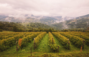 Raspberries Fields and Meadows