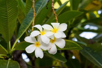 Fototapeta premium White plumeria on Plumeria leaves background.