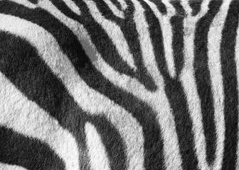 Fototapeta na wymiar Zebra Muster - Pattern C