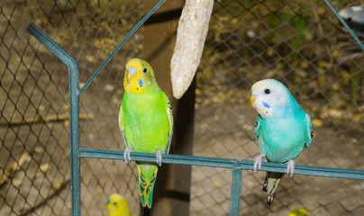 close up of colorful budgrigars in a cage