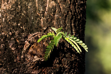 Green leaf texture. Leaf texture background.