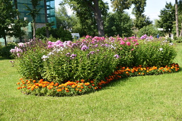 flowers in the garden