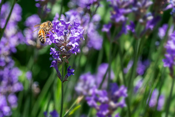 Honey bee on lavender flower or blossom against a blur leaf and lavender background