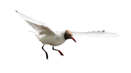 small isolated on white black-headed gull in flight