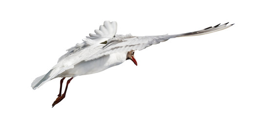 Obraz premium isolated black-headed small gull in flight
