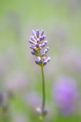 Lavender flower or blossom against a blur leaf and lavender background