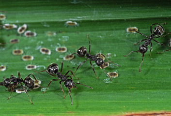 Macro Photo of Group of Black Garden Ants with Scale Insects on Green Leaf