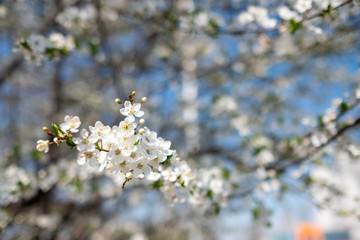 flowers in spring