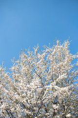 branches of a tree