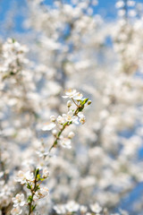 white flowers in spring