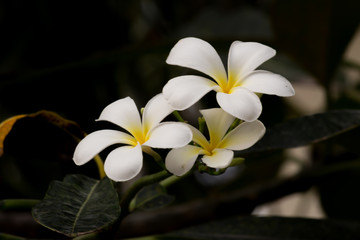 Plumeria on Plumeria leaves background.