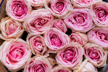 Pink roses as background texture.