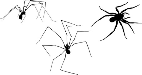 three black spiders silhouettes on white illustration