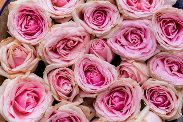 Pink roses as background texture.