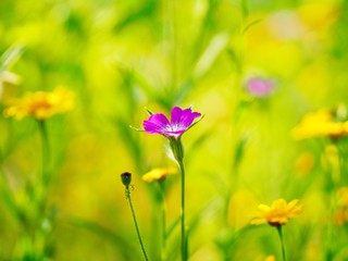 Obraz premium flowers in a field