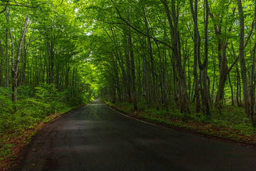 Obraz premium The fresh green of Aomori Prefecture Hakkoda