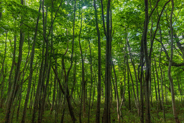 Fototapeta na wymiar The fresh green of Aomori Prefecture Hakkoda