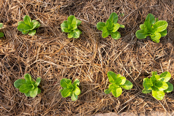 Vegetable plant in farm, top view of The vegetable plot with the morning sun shines down to affect...