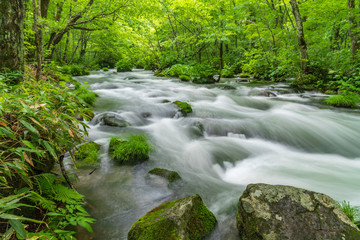Obraz premium Oirase mountain stream in early summer