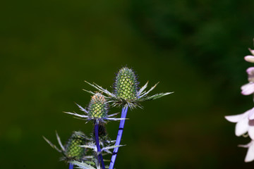 pink milk thistle flower in bloom in summer day blue petals close-up on blue natural background monochrome flowers.