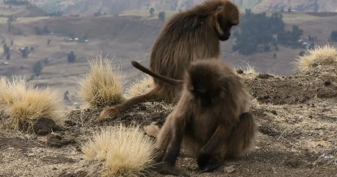 group of endemic animal Gelada monkey feeding on rock edge. Theropithecus gelada, in Ethiopian natural habitat Simien Mountains, Africa Ethiopia wildlife