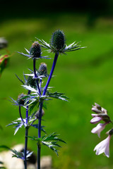 pink milk thistle flower in bloom in summer day blue petals close-up on blue natural background monochrome flowers.