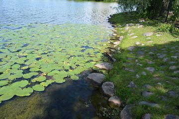 the Park lake with growing water-lilies on the surface of the water