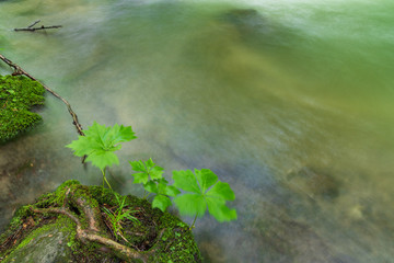 Oirase mountain stream in early summer