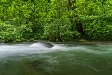Oirase mountain stream in early summer