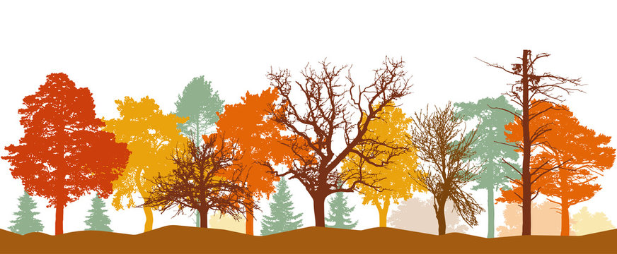 Silhouette of forest in autumn. Bare trees, trees in orange, yellow, red colors. Vector illustration.
