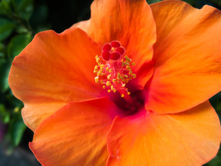 Beautiful flower,Pink flower background of flower.