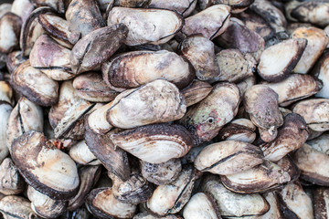 Shell on the counter in wooden boxes on the market. Oysters for sale at the seafood market. Fish market stall full of fresh shell oysters. Fresh oysters selective focus. Close up shot.