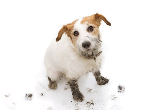 ISOLATED DIRTY AND GUILTY  JACK RUSSELL DOG, AFTER PLAY IN A MUD PUDDLE WITH PAW PRINTS  AGAINST  WHITE BACKGROUND. FROM ABOVE.
