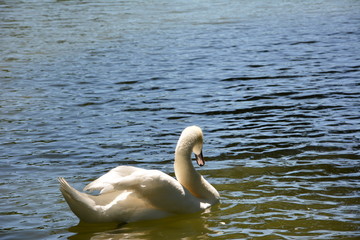white swan on the lake