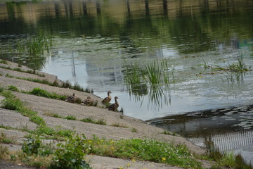 ducks on the lake