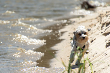 Adorable, happy black, grey and white Biewer York Dog running on the beach on a bright sunny day.