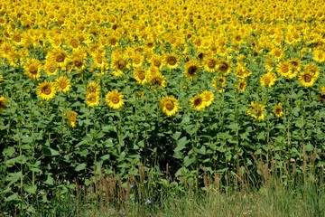 sunflower field of sunflowers