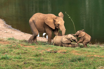 grupo de elefantes jugando y divirtiéndose ó tiempos de juego © marcantabrico