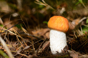 Cute penny bun mushroom is growing in the grass. Autumn background