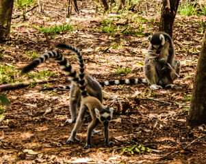 Portrait of the ring-tailed lemur Lemur catta aka King Julien in Lemirs Park, Arivonimamo, Antananarivo, Madagascar © homocosmicos