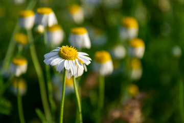 Spring flowers. Pharmacy daisy in the field. White chamomiles in green grass. Green field with medicinal plants, nature background for springtime. Closeup, selective focus